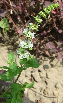 Mentha spicsts subsp